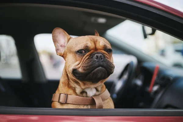 Adorable young dog looking in camera out of a car. Portrait of cute brown French bulldog watching from a vehicle window