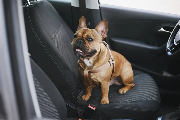 Cute young French bulldog sitting inside a vehicle. Portrait of adorable brown dog on a driver\'s seat in a car
