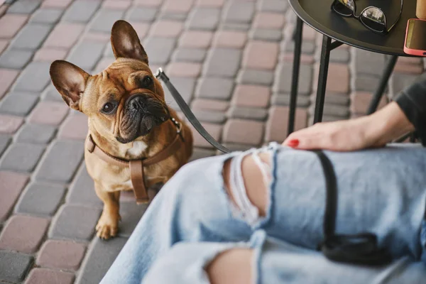 Hungry young bulldog asking for a treat. Cute brown puppy on a leash sitting in a cafe and looking at the owner