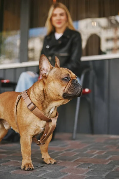 French bulldog puppy and it\'s owner in a outdoor cafe. Portrait of a cute brown dog on a leash