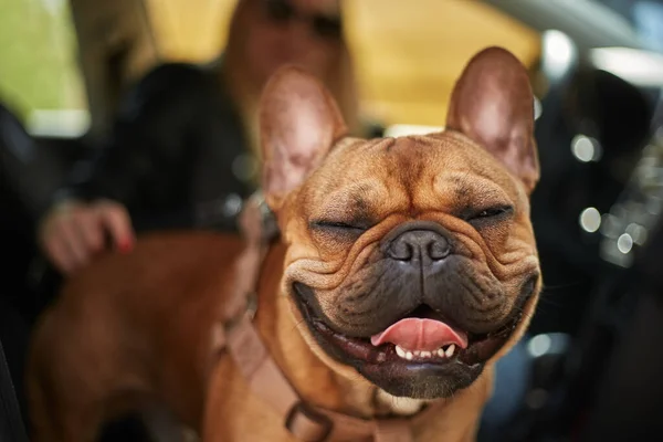 Happy French Bulldog Mug Cute Animal Portrait Healthy Cheerful Dog — Stock Photo, Image