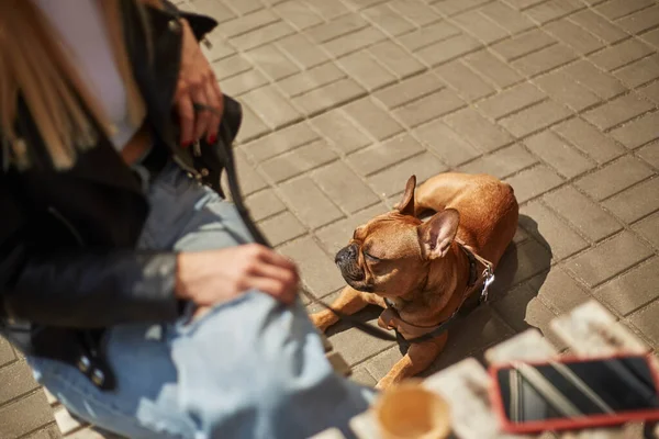 Genç kahverengi buldog güneşli bir günde açık bir kafede yerde dinleniyor.