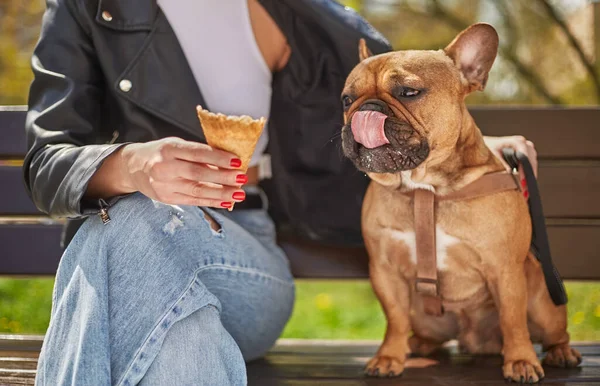Sahibi Parkta Bankta Bir Köpeği Besliyormuş Tatlı Kahverengi Köpek Dışarıda — Stok fotoğraf