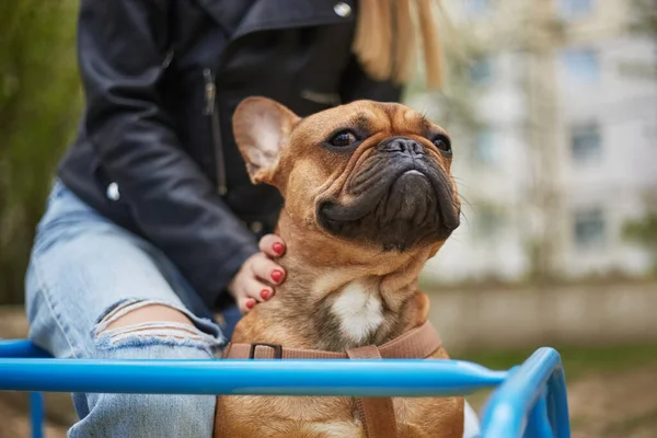 Divertido Bulldog Montado Carrusel Con Dueño Retrato Lindo Cachorro Marrón — Foto de Stock
