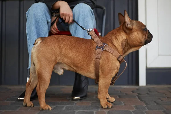 Bulldog Francés Marrón Joven Con Correa Propietaria Paseando Perro — Foto de Stock