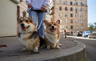 Şehir merkezinde tasmayla dolaşan iki şirin Corgi köpeği. Sahibi baharda Pembroke Galler Corgi yavrularını gezdirir.