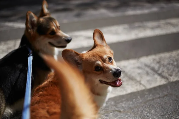 2つのかわいいペンブローク ウェールズ コーギスが綱の上を歩く コーギー犬でカメラを見てピンクの舌が突き出て — ストック写真
