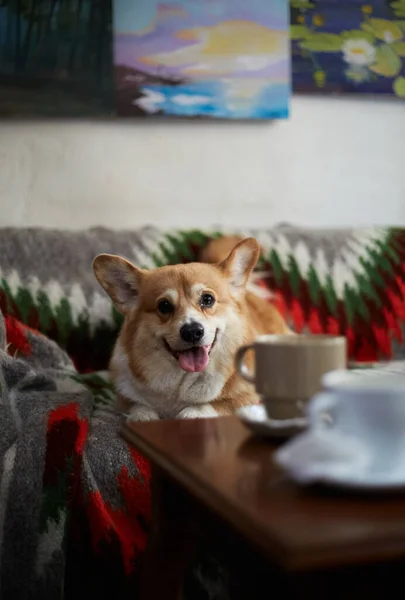ソファの上に寝そべっている立派なヤングコーギー犬 かわいい茶色のペンブロークの肖像 ウェールズのコーギー子犬がカフェに座っています — ストック写真