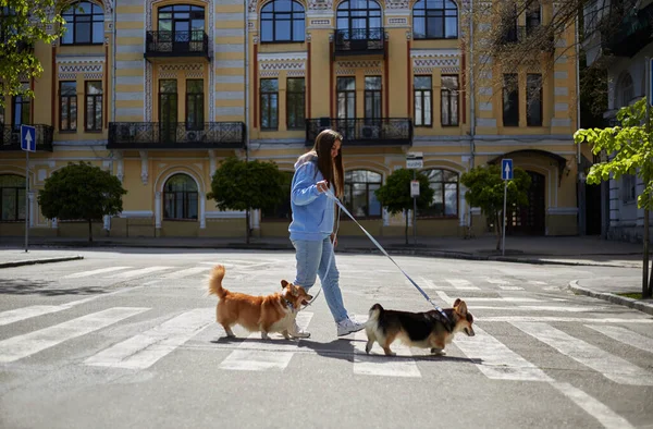Avrupa Şehir Merkezinde Corgis Yürüyen Genç Bir Kadın Sahibi Güneşli — Stok fotoğraf