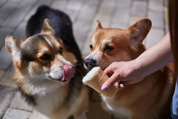 마리가 아이스크림을 있습니다 디저트와 페블릭 개에게 먹이를 — 스톡 사진