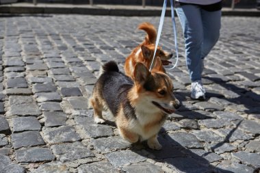 Şehir merkezinde karşıdan karşıya geçen iki sevimli Pembroke Welsh Corgi köpeği. Sahibi güneşli bir yaz gününde genç ve güzel Corgi 'leri gezdiriyor.