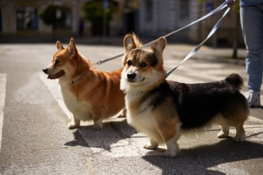 Tasmayla yürüyen iki sevimli korgi. Hayvan sahibi şehir merkezinde Pembroke Galli Corgi köpeklerini gezdiriyor.