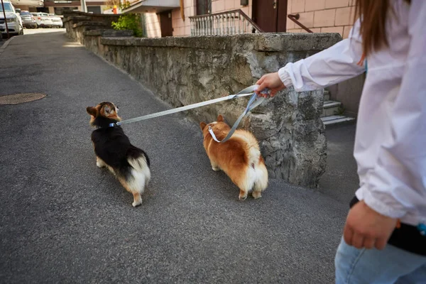 Proprietario Piedi Due Cani Corgi Guinzaglio Nel Centro Della Città — Foto Stock
