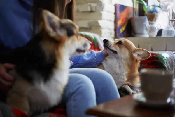 stock image Corgis sitting on a couch with the owner. Dog lover woman petting Pembroke Welsh Corgis in a cafe 