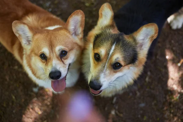かわいいコーギーのカップルが治療を求めています ポートレートの二つの愛らしいペンブロークウェールズのコーギー犬検索アップ — ストック写真