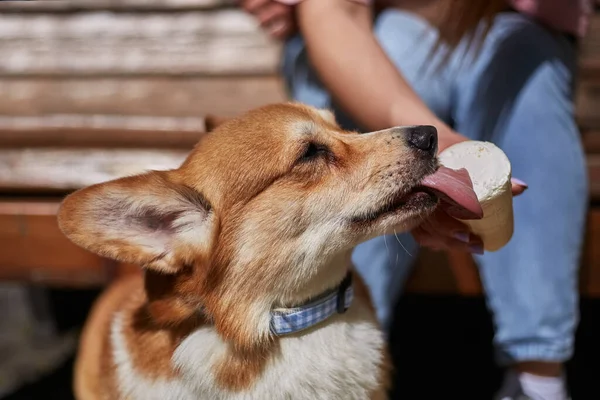 コーギーはアイスクリームを近くで食べている 若い茶色のペンブロークウェールズのコーギー犬にデザートを与える所有者 — ストック写真