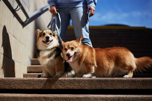 Two Young Corgis Walking Stairs Pet Owner Walks Couple Cute — Stock Photo, Image