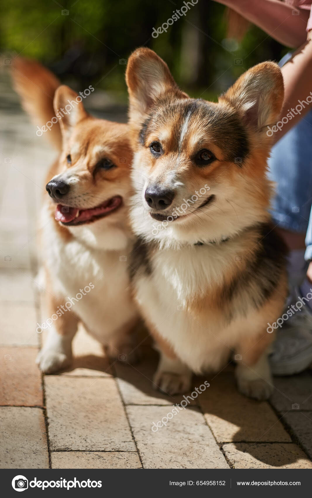 Corgi Dogs 101 HOT Corgi Mix Corgi Dogs 101 Dog Crossbreeds Corgi