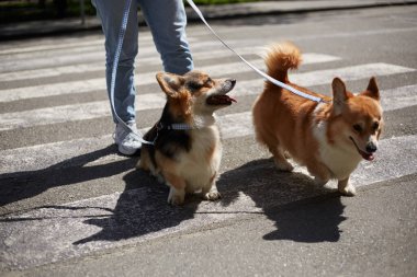 Şehirde tasmayla dolaşan iki genç Corgi. Evcil hayvan sahibi bir çift şirin Pembroke Galli Corgi köpeği gezdiriyor. 