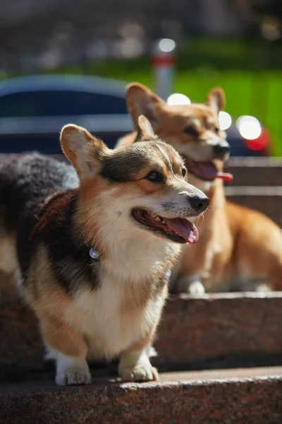 階段の屋外に座ってかわいいコーギーのカップル 市内の2匹の愛らしい若いペンブローク ウェールズ コーギー犬 — ストック写真