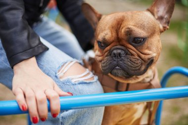 Atlıkarıncaya binen komik küçük köpeğin portresi. Çocuk parkında sevimli bir Fransız bulldog köpeği. 