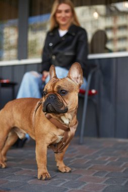 Şirin Fransız bulldog köpeği şehir caddesini izliyor. Tasmalı genç bir hayvan sahibinin yanında duruyor.