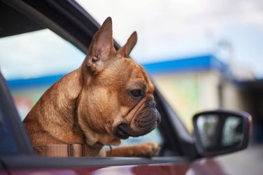 Bir aracın içinde oturan sevimli buldog yavrusunun portresi. Araba camından dışarı bakan sevimli küçük köpek.