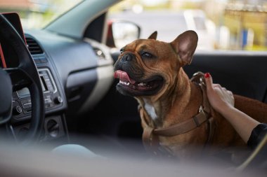 Kahverengi Fransız bulldog bir arabanın içinde sahibinin yanında oturuyor. Bir araçtaki sağlıklı genç hayvan portresi