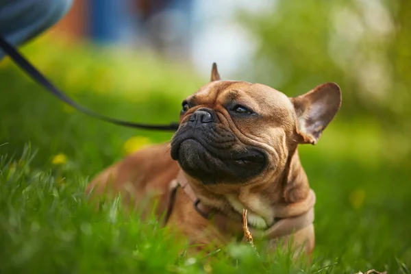 Retrato Lindo Perrito Bulldog Francés Con Una Correa Tendida Sobre — Foto de Stock