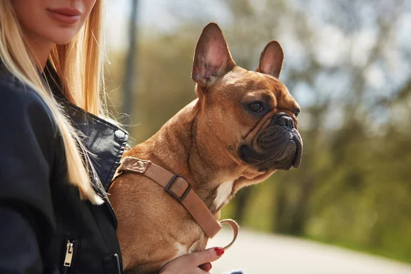 Ritratto Adorabile Cucciolo Bulldog Seduto Sulle Ginocchia Del Proprietario Che — Foto Stock