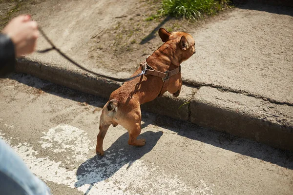 Владелец Выгуливает Собаку Улице Милый Коричневый Французский Бульдог Ходит Поводке — стоковое фото
