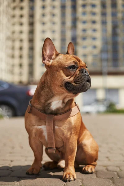 Retrato Lindo Bulldog Francés Marrón Sentado Aire Libre Soleado Día — Foto de Stock