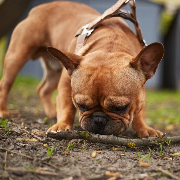 French bulldog puppy playing with a stick outdoors. Portrait of a cute young pet chewing the piece of wood