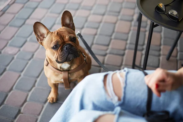 Adorable little puppy sitting in a outdoor cafe and asking the owner for a treat. Portrait of a cute French bulldog on a leash looking at the woman