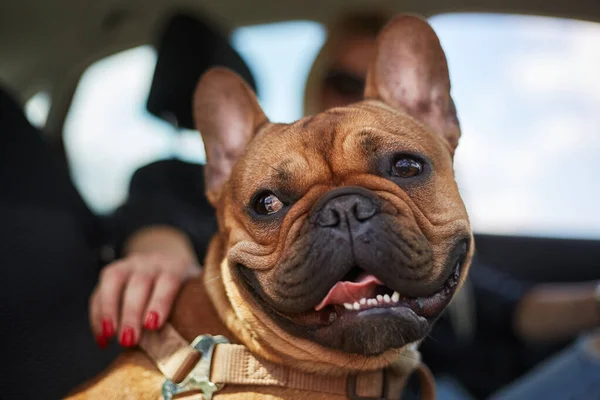 Retrato Bulldog Francés Sentado Coche Con Propietario Linda Mascota Montado — Foto de Stock