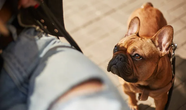 Adorable little French bulldog asking the owner for a treat. Hungry puppy looking up