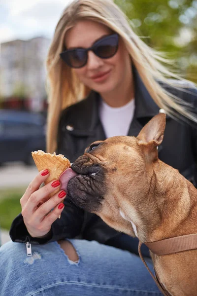 French bulldog eating an ice cream cone in the owner\'s hand. Cute young pet receiving a treat.