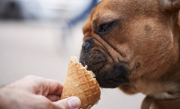 Portrait of a French bulldog licking an ice-cream in close up. Cute young brown puppy enjoying the treat