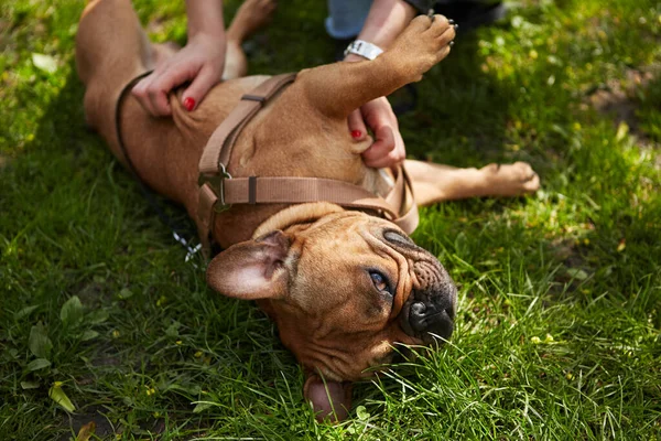 Happy French bulldog receiving a belly rub. Cute brown dog lying on the green grass in a park. The owner playing with beloved puppy