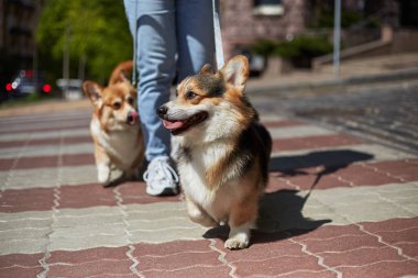 Kavşaktan geçerken tasmalı Mutlu Pembroke Welsh Corgi köpeği. Hayvan sahibi şehir merkezinde sevimli korgis gezdiriyor.