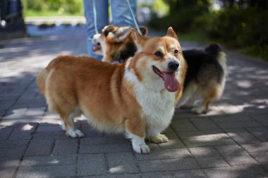Şehirde tasmayla dolaşan iki şirin korgi. Dışarıda yürüyen sevimli Pembroke Galli Corgi köpeklerinin portresi.
