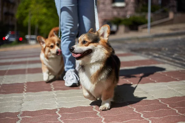 Happy Pembroke Welsh Corgi Dog Leash Walking Intersection Pet Owner — Stock Photo, Image