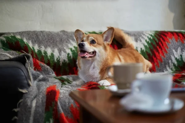かわいい茶色のコーギー犬はソファの上に屋内に横たわっています 愛らしいペンブロークの肖像ウェールズコーギー子犬所有者を待っています — ストック写真