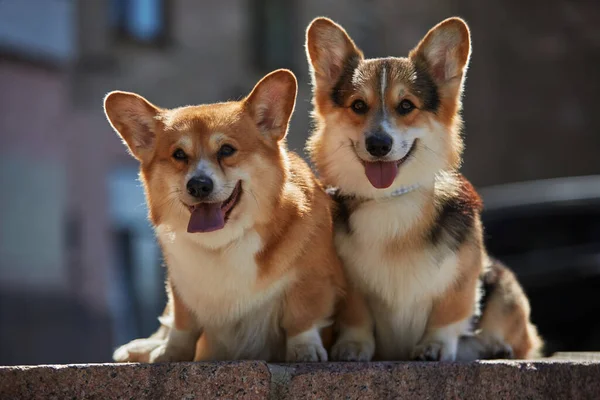 Dois Jovens Corgis Sentados Livre Dia Ensolarado Belos Cães Pembroke — Fotografia de Stock