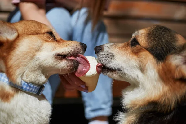 Engraçado Corgis Lambendo Sorvete Perto Retrato Casal Cães Corgi Bonitos — Fotografia de Stock