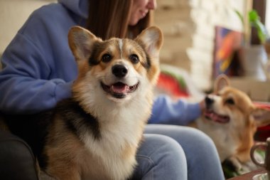 Kafedeki bir kanepede sahibinin yanında oturan komik küçük bir Corgi köpeğinin portresi. Şirin genç Pembroke Galli Corgi köpek yavrusu içeride poz veriyor.