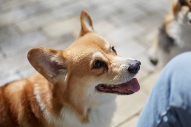 Şirin kahverengi Corgi yavrusunun portresi ödül istiyor. Genç ve güzel Pembroke Galli Corgi yemek isteyen sahibine bakıyor.