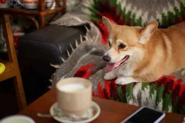 可愛い若いコーギーがカフェのソファに寝そべっている 愛らしい茶色のペンブロークウェールズコーギー子犬上のソファ屋内 — ストック写真