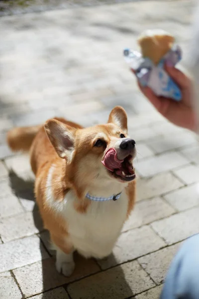 Забавная Валлийская Собака Пемброк Корги Смотрит Мороженое Облизывает Губы Голодные — стоковое фото