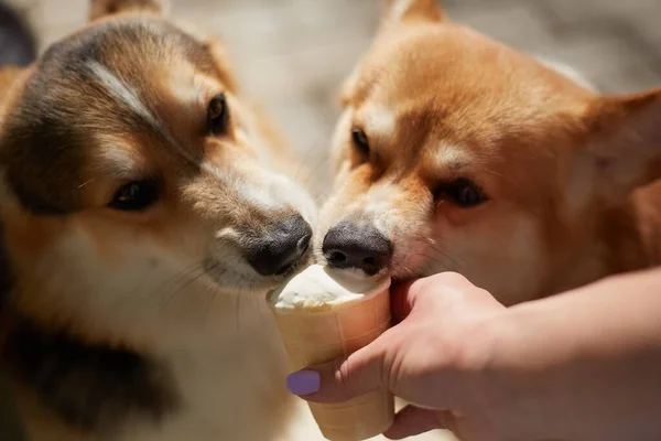 Par Cães Corgi Engraçados Comer Uma Guloseima Mão Dono Dois — Fotografia de Stock